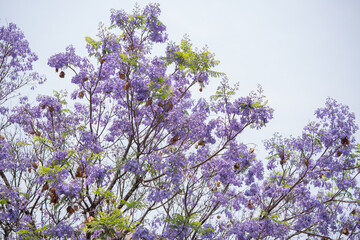 árbol de jacaranda con flor y el cielo de fondo
