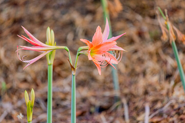 The Barbados lily flower on the filed