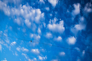 cable con ave viendo a la Luna en cielo azul con nubes