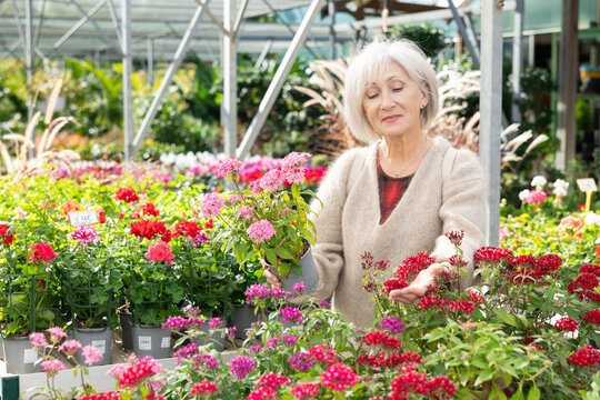 Elderly woman buyer buys plant in flower market - she chose red pentas in hanging pot. High quality photo