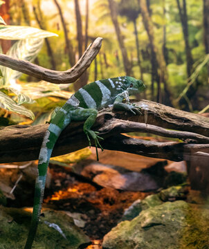 iguana on the tree