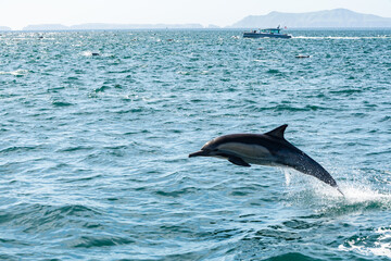 Pod of common dolphins in the Pacific Ocean - 763643156