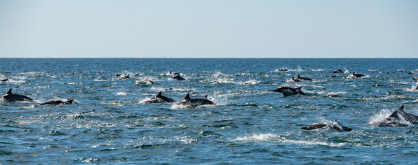 Pod of common dolphins in the Pacific Ocean - 763643192