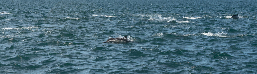 Pod of common dolphins in the Pacific Ocean - 763643750