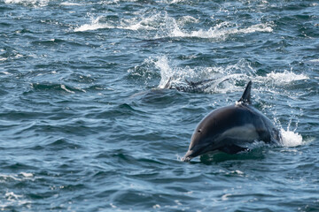 Pod of common dolphins in the Pacific Ocean - 763643788