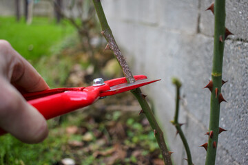 pruning rose bushes in my garden