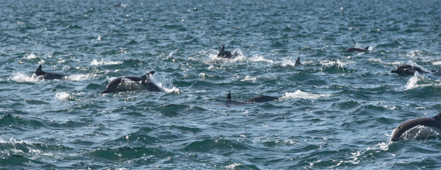 Pod of common dolphins in the Pacific Ocean