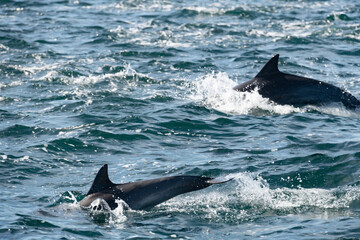 Pod of common dolphins in the Pacific Ocean - 763643957
