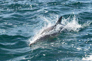 Pod of common dolphins in the Pacific Ocean - 763643987