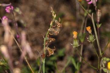  jacinto bastardo (Dipcadi serotinum)