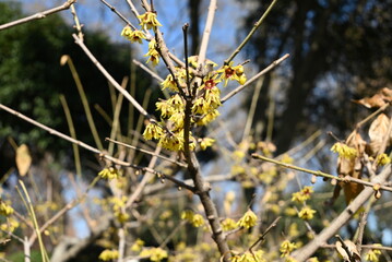 yellow winter sweet flowers in the bush in sunny afternoon 