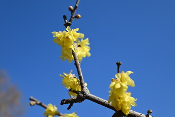 yellow winter sweet flowers blossoms on a branch under blue sky in sunny afternoon