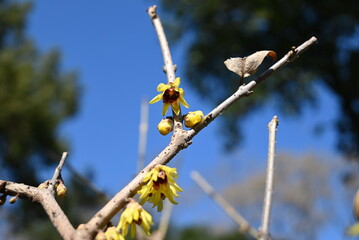 one little yellow winter sweet blossoms with red stamens in sunny day
