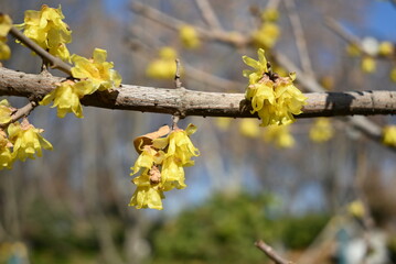 groups of winter sweet blossoms on the branch in the park