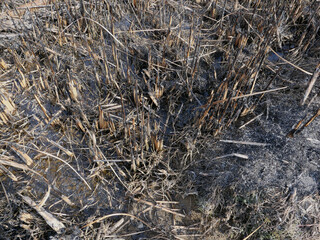 野焼きの跡、今まで茂っていた草が焼き払われて広い空間が現れた。モノトーンの世界。まだ焦げくさい臭いが漂っている。不思議と心地よい香りだ。野で遊んでいた子供の頃の光景が浮かんできた。野焼きは古いものと新しいものの交代の時。古いものは姿を消す。人にもその時が来る。その時は思っているよりもずっと早く訪れるかもしれない。不安な今の世の中。我々はどう生きていくのか、灯りは見えない。