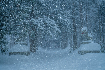 長野県長野市　雪が降る冬の戸隠神社の杉並木