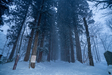 長野県長野市　雪が降る冬の戸隠神社の杉並木