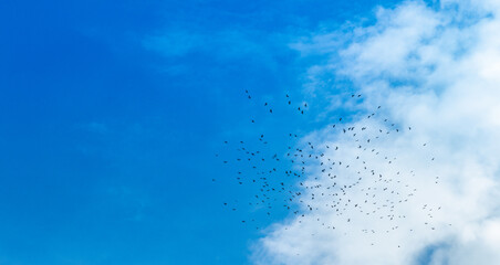 Birds flock fly on the blue sky.