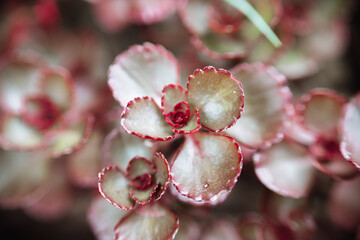 Sedum dragons blood.Red sedums.Succulents and sedums close-up . groundcover flower.Beautiful nature...