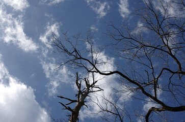 冬を乗り越えた樹木の肌を見ていると、厳しい自然界を生き抜いてきた逞しい生命力を感じる。それはあたかも人間の生きざまにも似ていて、はち切れそうな若い樹肌もあれば、老練な樹肌まで様々な紋様を見せてくれる。苔をまとった老練な樹木。生存競争に打ち勝って生き抜いてきた樹木。力強さを感じる。われわれ人間は植物なしでは生きていけない。母なる樹木を殺してはいけない。自然豊かな地球を我々は殺してはいけない。