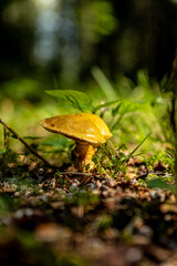Pilz im Wald
