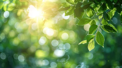 Foto op Aluminium sunshine through blurred green trees, empty abstract summer or spring background banner with defocused lights and copy space © 2D_Jungle