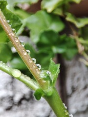Fototapeta premium Rain and plants