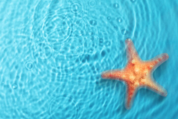 Fototapeta na wymiar Starfish in sea water, top view. Space for text