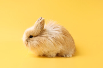 Fototapeta premium Cute little rabbit on yellow background. Adorable pet
