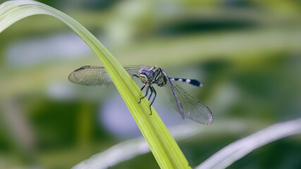 Dragonfly on a leaf with detailed texture