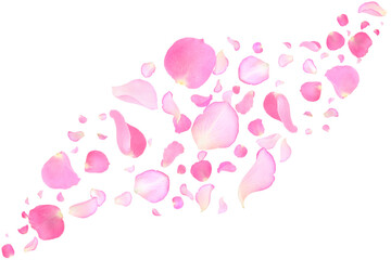Pink rose petals flying on white background