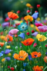 Field of vibrant multicolored poppies - Lush field filled with a diverse array of colorful poppies bathed in natural light