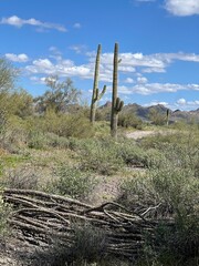 Sister Saguaros 