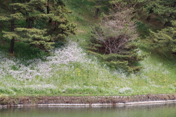 千鳥ヶ淵の桜。