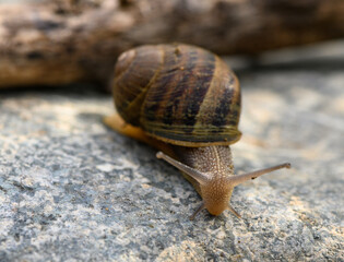Big snail in shell crawling on road 2