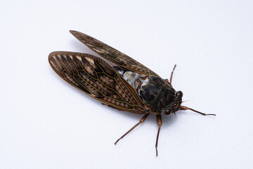 オスのアブラゼミを白背景で撮影した写真