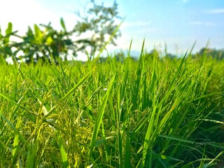 Rice field green grass natural view morning with blue sky background