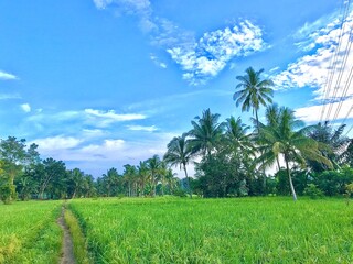 Fototapeta na wymiar beautiful view of coconut trees in green rice fields, In the view of the green coconut tree