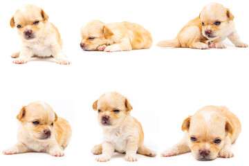 Chihuahua puppy, longhaired on white backgroud, close-up.