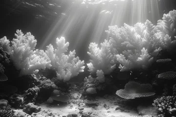 Rolgordijnen A monochrome underwater scene transforming into a vibrant coral reef, showcasing the diversity of marine life. Concept of aquatic splendor. Generative Ai. © Sebastian