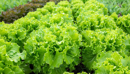 Closeup of rows of organic healthy green lettuce plants. Local vegetable planting farm. Fresh Green Curly iceberg salad leaves growing texture. Natural vegetable garden background. Copy space