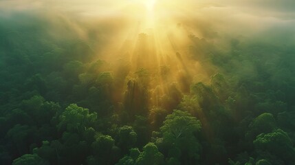 Beautiful green amazon forest landscape at sunset sunrise. Adventure explore air drone view - obrazy, fototapety, plakaty