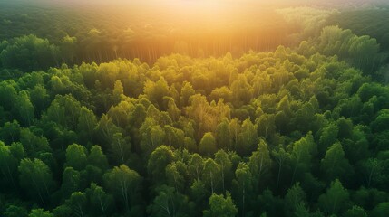 Fototapeta na wymiar Beautiful green amazon forest landscape at sunset sunrise. Adventure explore air drone view
