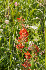 Indian Paint Brush in Bloom