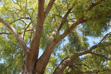 Tree branches