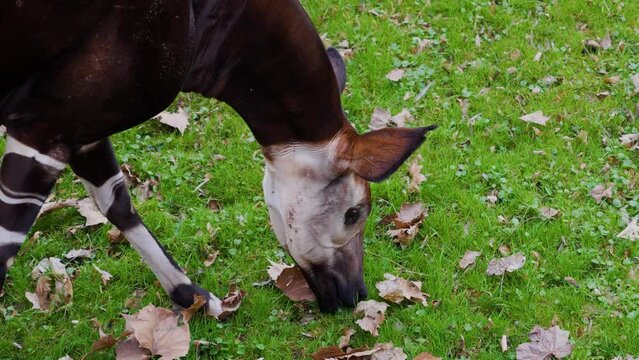 The okapi face close-up view. The animal eats grass