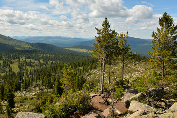 Young pine trees on the rocky slope of a high mountain overlooking a mountain valley with a coniferous forest.