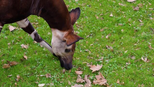 The okapi face close-up view. The animal eats grass