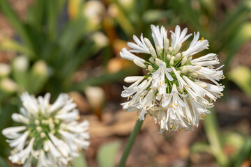dos lirios africanos blancos con fondo desenfocado