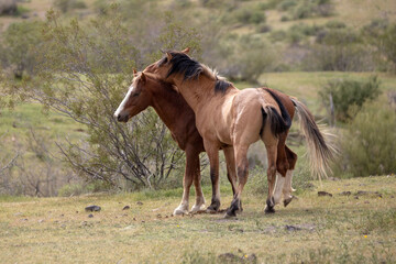 Wild horse stallions in dominance disply before fighting in the Salt River wild horse management area near Mesa Arizona United States